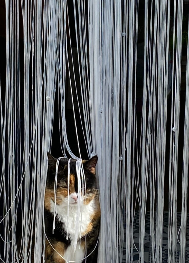 A cat sits in contemplation with strands of a curtain (or life) cascading down on and around her