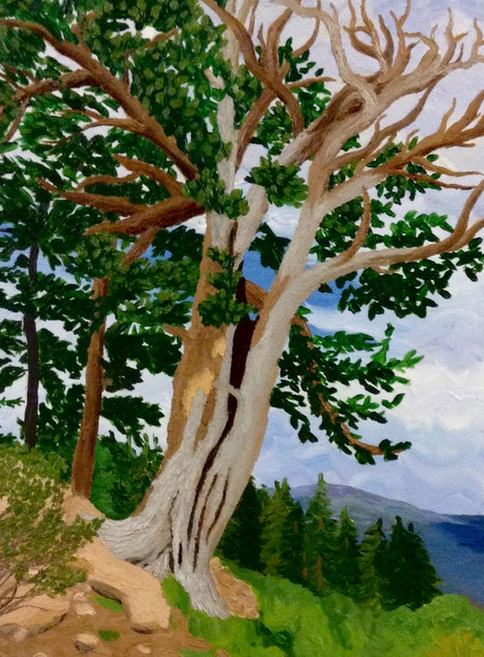 Time Enduring Bristlecone