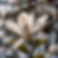 Maggie Single Cover.jpg