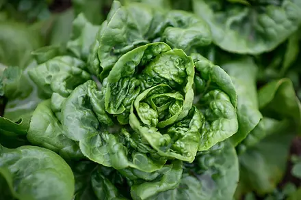NC 10 Percent Campaign Promotes Local Food in North Carolina85.webp