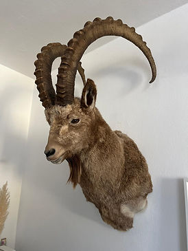sibirischer Steinbock