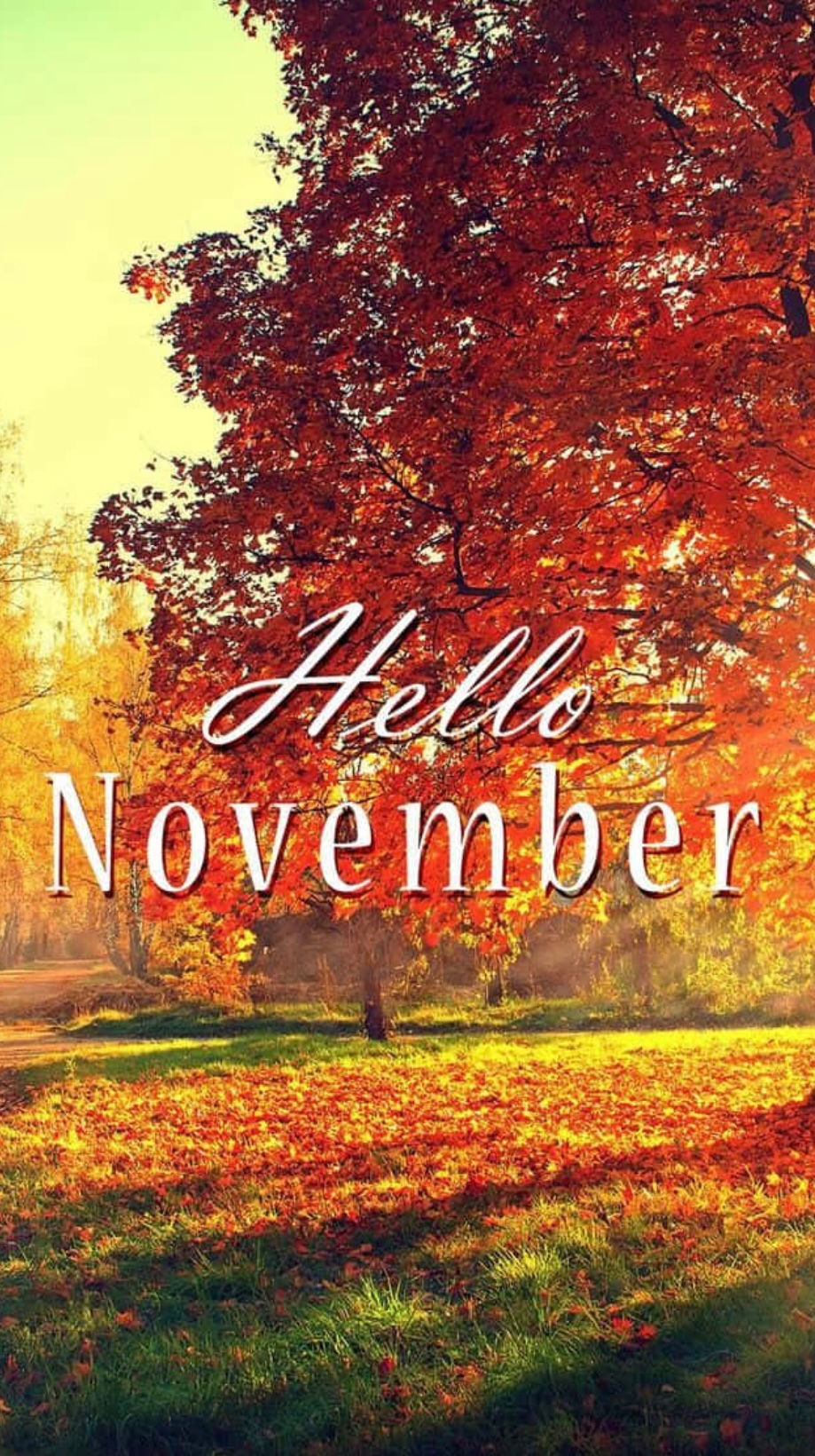 NOVEMBER BLOG - Gratitude and Growth