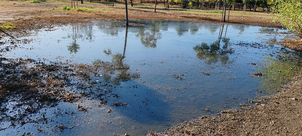 El PSOE Palma denuncia inundaciones de aguas fecales en Nou Llevant por la inacción del alcalde