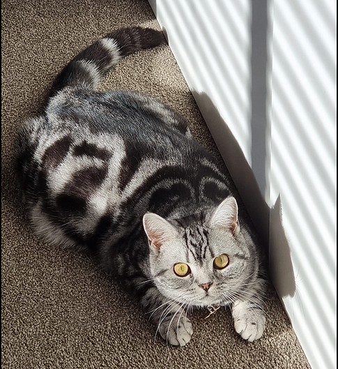 Screenshot 2023-10-01 at 11.49.16 AM.png