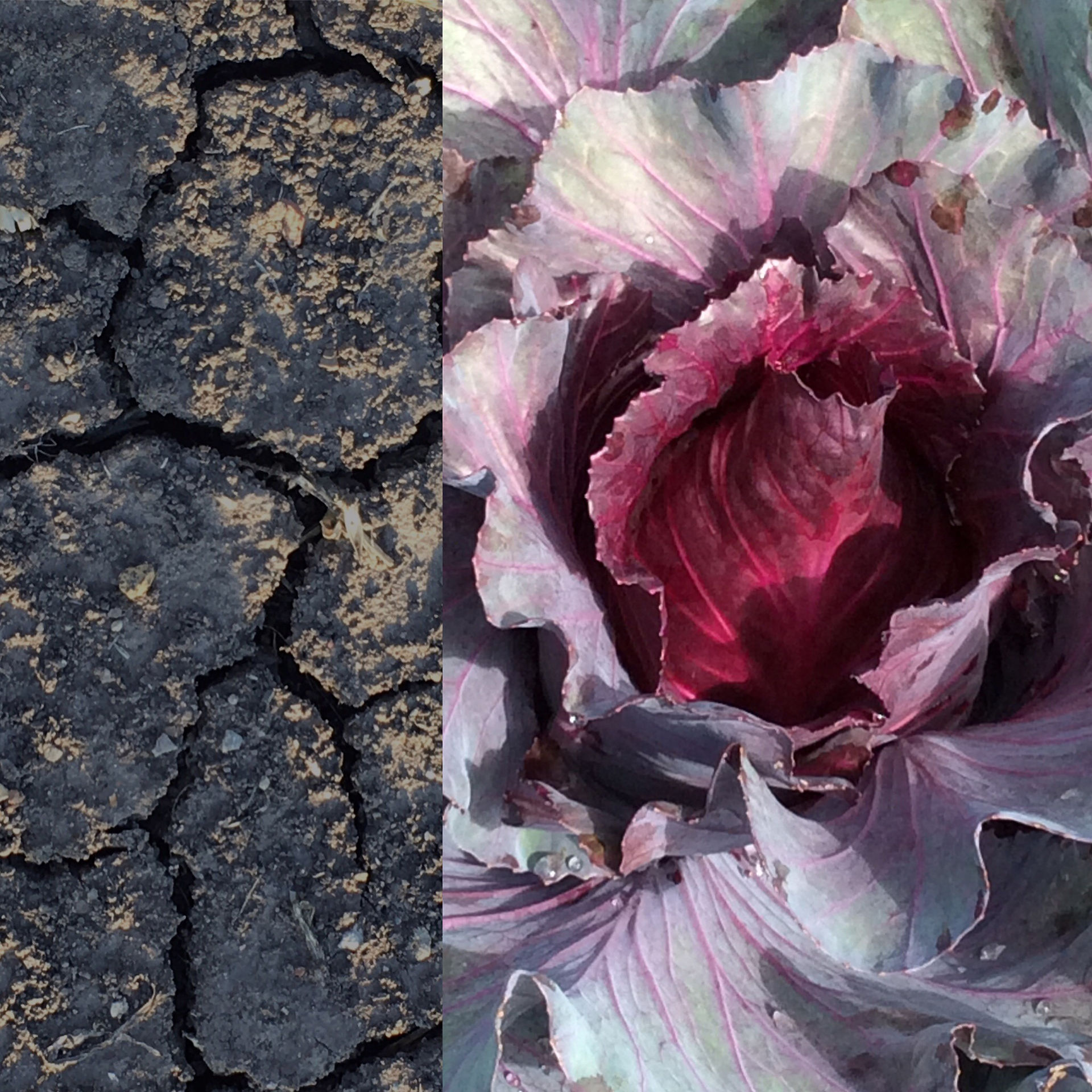 Herbststimmung - ruhender Boden und Rotkohl
