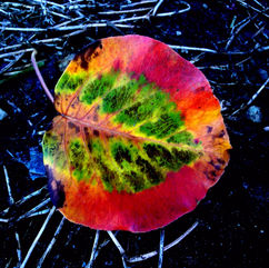 New Leaf