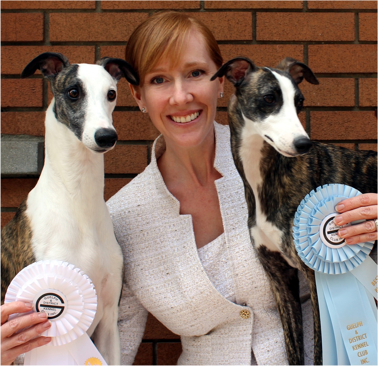 bernese mountain dog yellow lab mix