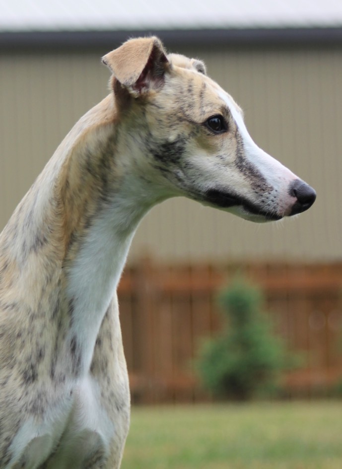 wunder whippets