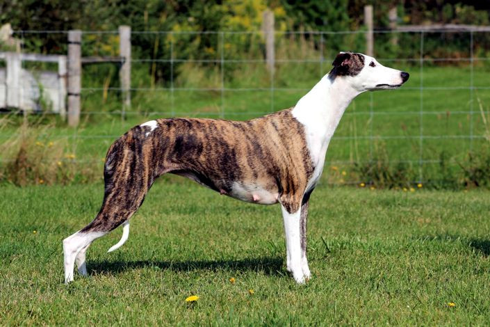 wunder whippets