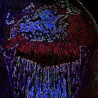 TileScan 1_ICC Merged_edited.jpg