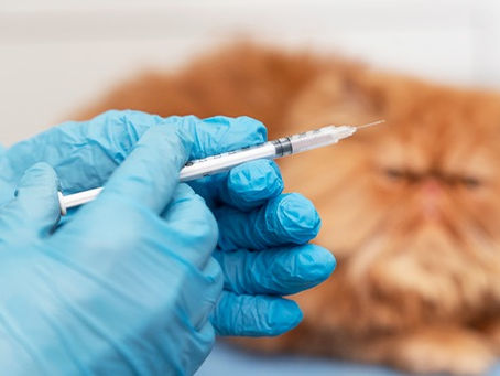 Vacinação antirrábica para pets é retomada no Canil Municipal de Birigui