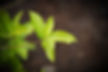 Banyan Tree Green Leaves