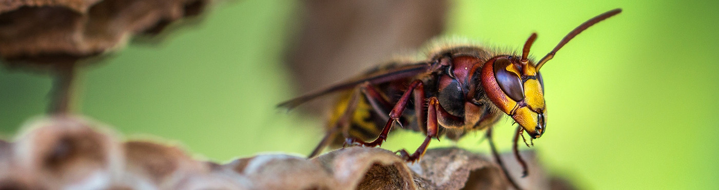 umsiedlungen-hornets-3213907.jpg