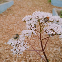 bee.jpeg