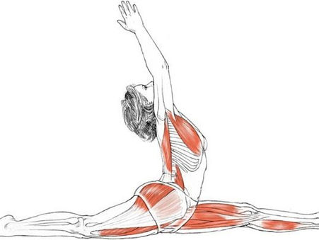 Guía Biomecánica: Claves para Asanas Desafiantes