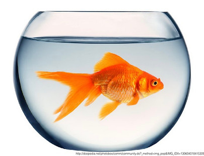 goldfish.001.jpeg