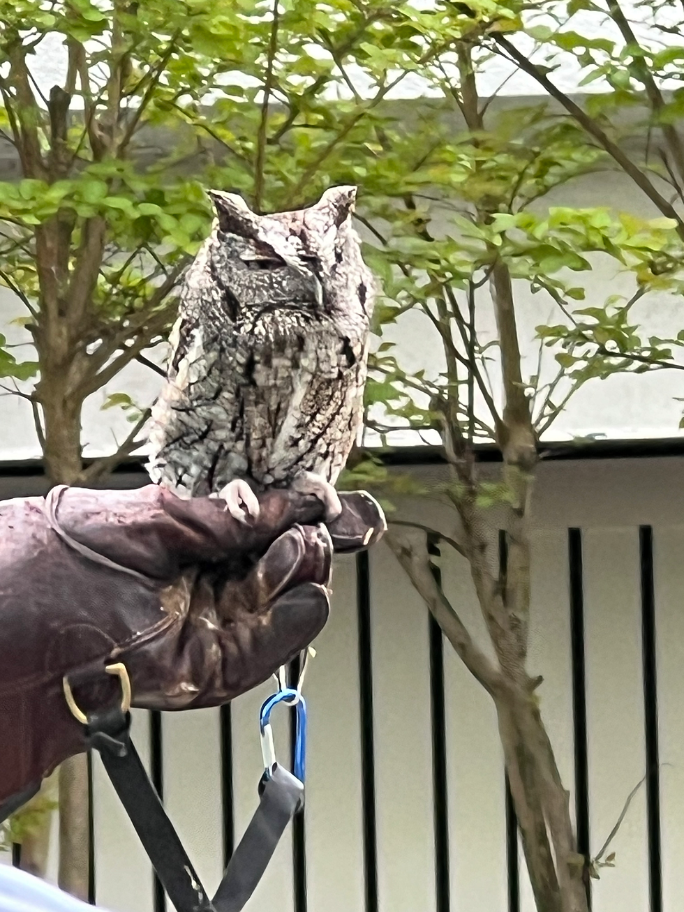 All About Owls