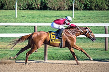 This is a photo of thoroughbred Gun Runn