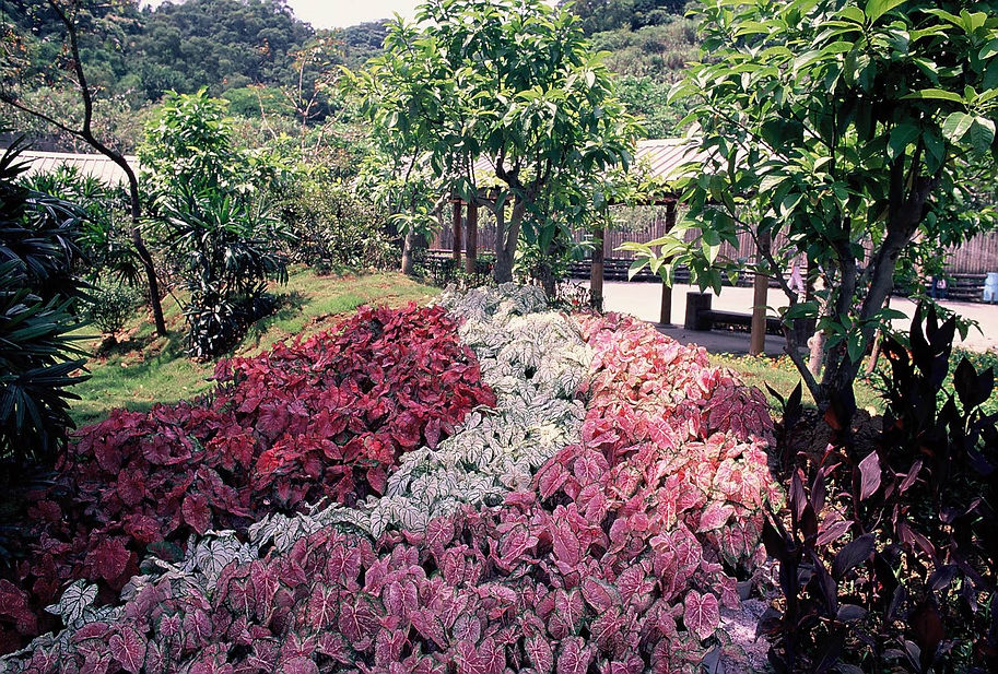 028天人菊14-8.jpg