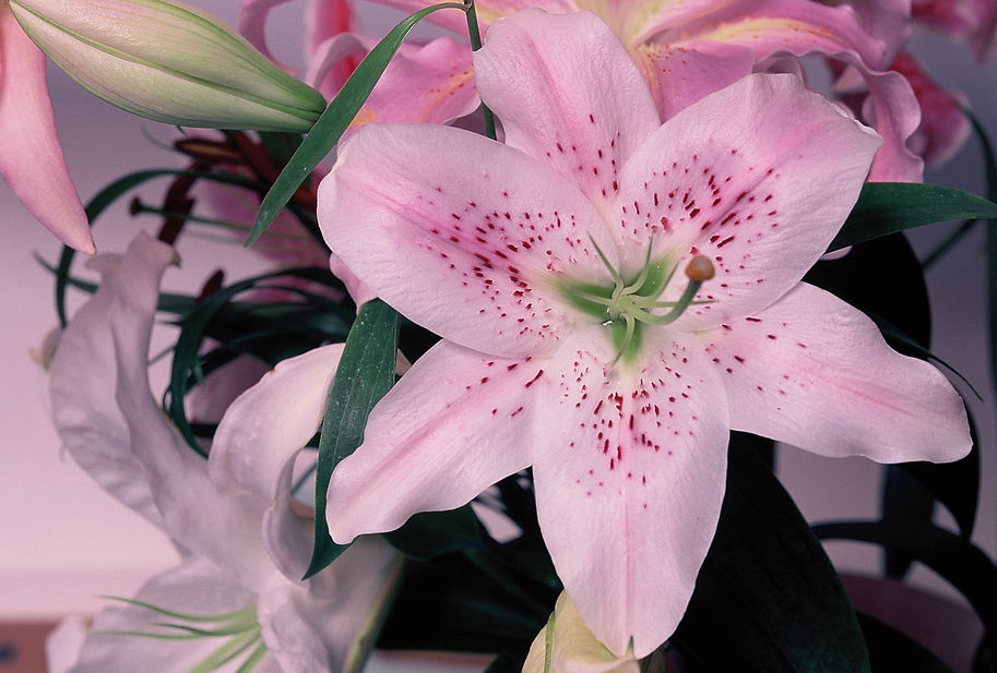 028天人菊14-8.jpg
