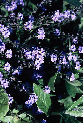 028天人菊14-4_edited.jpg