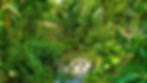 Konoko-Falls-Ocho-Rios-Jamiaca.jpg