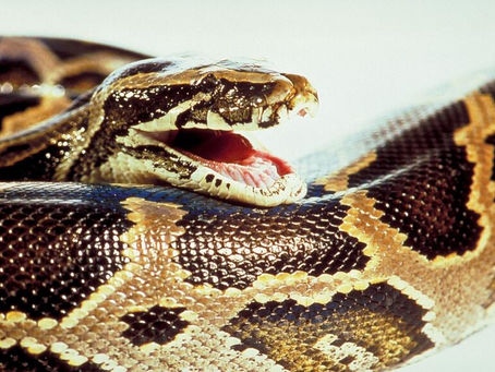 La serpiente más grande que haya existido en el planeta fue descubierta en Colombia