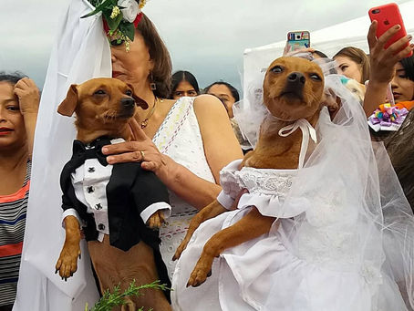 Gino y Luna protagonizaron la primera boda canina en Manta