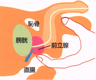 直腸　前立腺　膀胱　イラスト