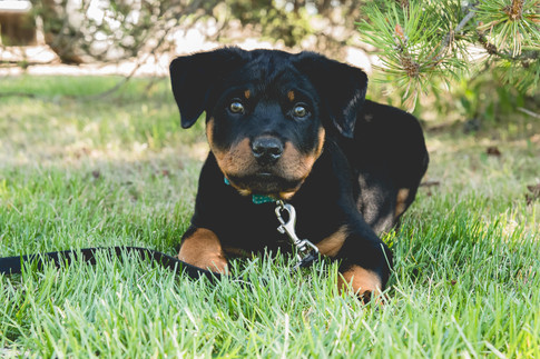 Jill ~ Pet session (377 of 561).jpg