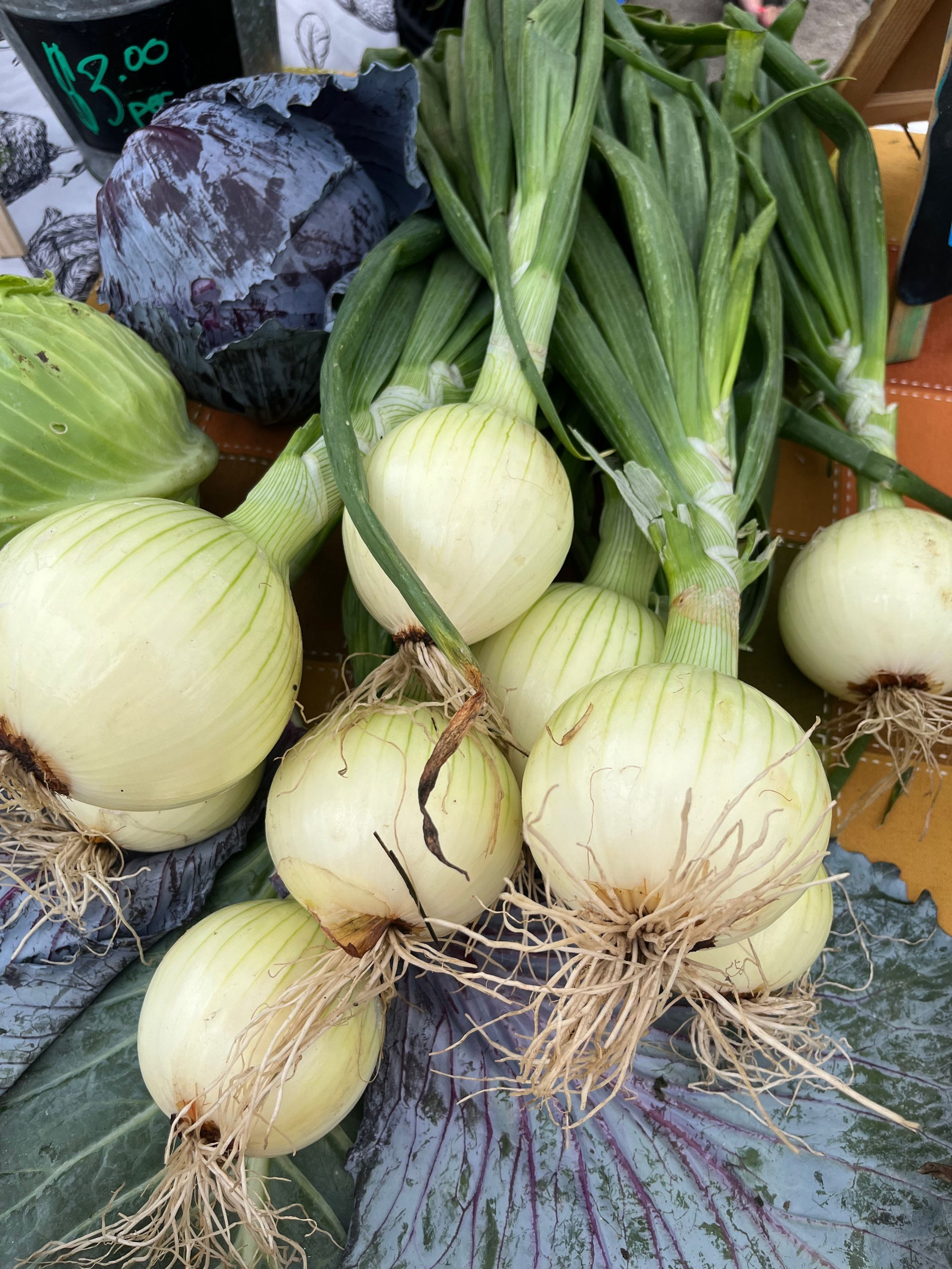 Yellow onion 