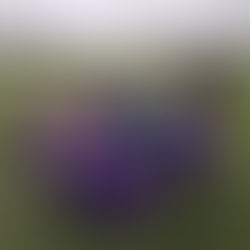 KS1 Football tournament