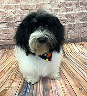 Jasper groomed_edited.jpg