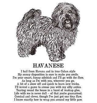 Havanese.jpg