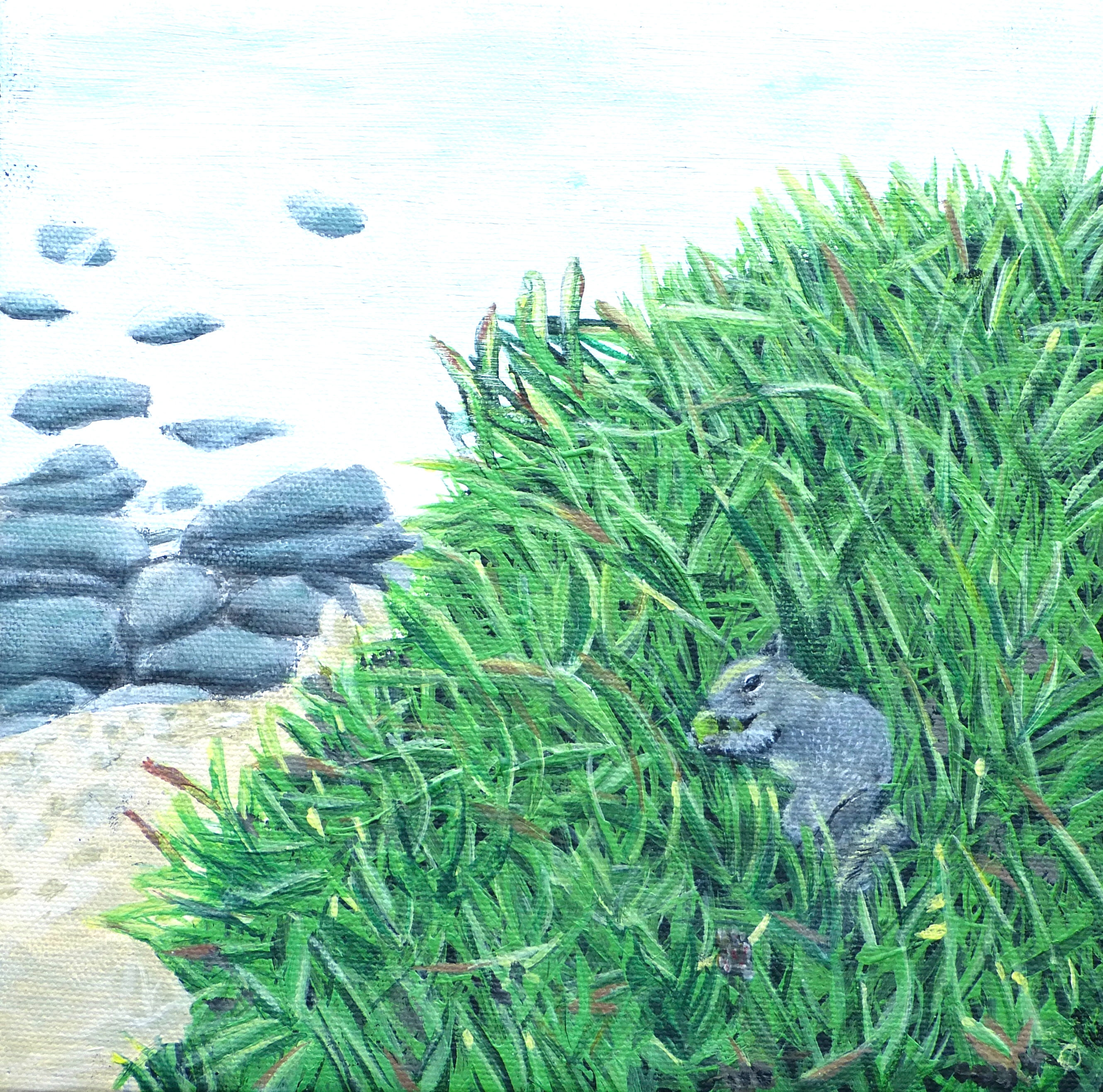 Squirrel in La Jolla