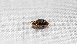 bedbug.jpg