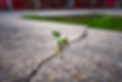 weed-growing-through-a-crack-in-the-concrete-min.png