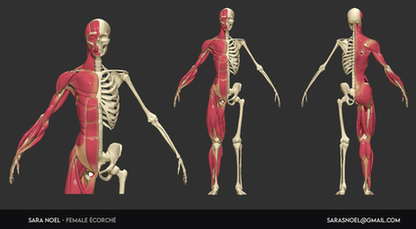 ecorche.png