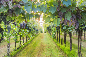 Brasil na Rota do Vinho: Uma Jornada pelos Vinhos Brasileiros