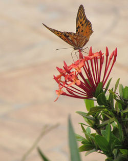 Borboletas de Jardim