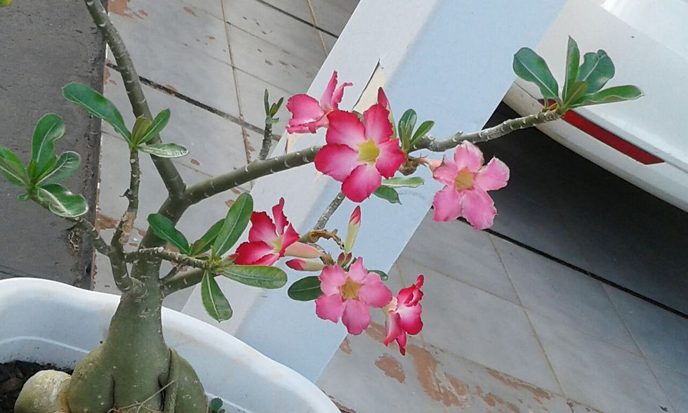 Flor do Deserto