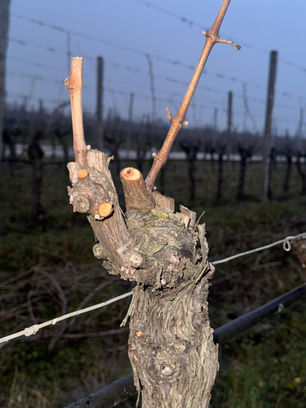 Quando acontece a colheita de uvas para o vinho no Brasil?