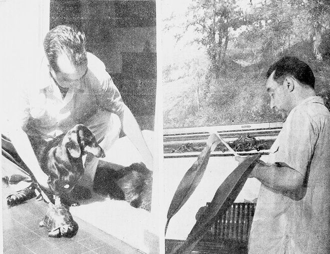 10. Costallat em seu no Edifício Maximus. Seu cão e seus quadros. Revista da Semana. 1946. Fotógrafo desconhecido. Acervo BNRJ.