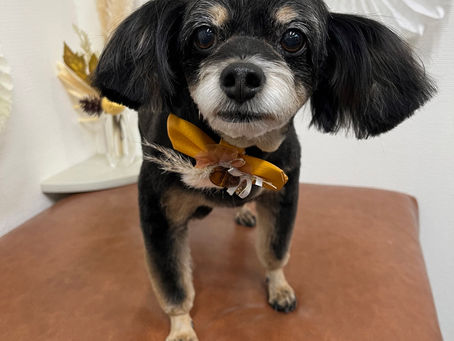 チェリーちゃん🐾