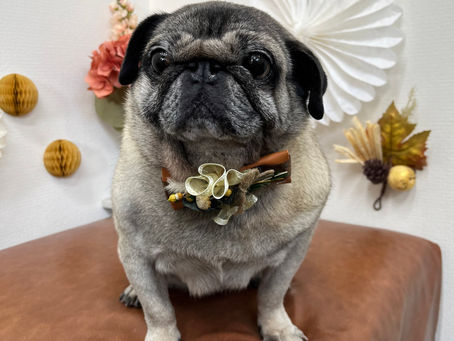 ジャミちゃん🐾