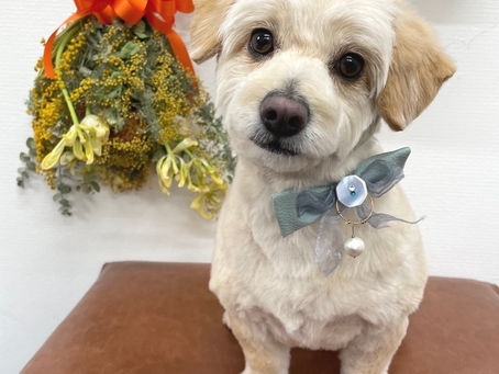 らんまるくん🐾