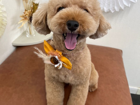 ハッピーくん🐾