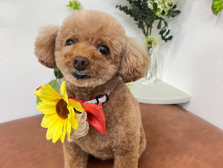 シェリーちゃん🐾