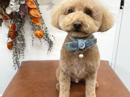 ちゃちゃくん🐾