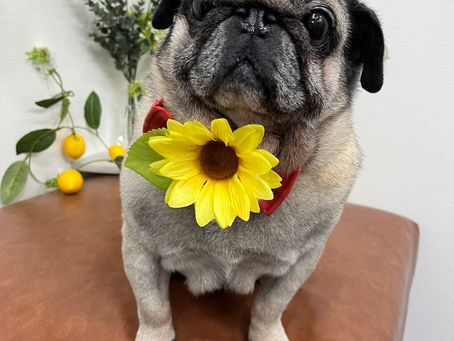 ジャミちゃん🐾